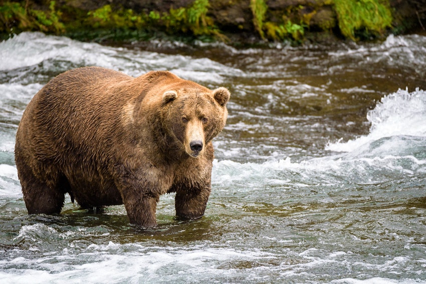 Get ready because Fat Bear Week is almost here again